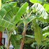 Отель Silvermoon Beach & Jungle Resort, фото 6