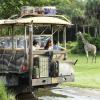 Отель Disney's Animal Kingdom Villas - Jambo House, фото 15