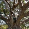 Отель Banyan Grove, фото 30