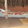 Отель Swazi Village Home Stay в Капхунге