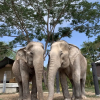 Отель Elephant View Camp, фото 12