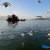Отель Chayan Fish House·Xizhou Nice||Ancient style elements to enjoy the beautiful courtyard accommodation, фото 4