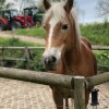 Отель Horse4C Ranch, фото 15