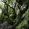 Отель Cameron Highlands Resort, фото 20