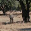 Отель Mwinilunga Safaris, фото 18