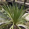 Отель Lepista Garden, фото 1