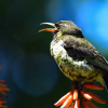 Отель Shamwari Explorer Camp, фото 15