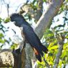 Отель Yelverton Brook Conservation Sanctuary, фото 4