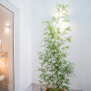 Отель Wood Wall & Garden Apartment, фото 16