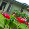 Отель Deniyawatta Bungalow, фото 2