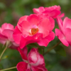 Отель La Roseraie, фото 15