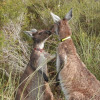 Отель Woollybush Guest House B&B, фото 14
