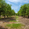 Отель Fidalsa Orange Trees, фото 20