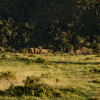 Отель Sibuya Game Reserve, фото 18