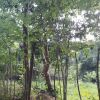 Отель Singalong Nature Camphill Site, фото 23