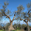 Отель A Sorrento, фото 23