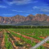 Отель Seven Oaks Vineyard Cottages, фото 19