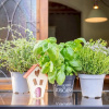 Отель Aromatic Green House, фото 18