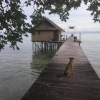 Отель Best Rajaampat Homestay, фото 24