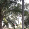 Отель Whispering Villa near Goyambokka Beach, фото 15