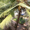 Отель Gokarna International Beach Resort, фото 7