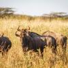 Отель Mpeti Lodge, фото 1