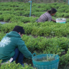 Отель Racha Herb Gardens, фото 16
