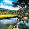 Отель Ijen Resort and Villas, фото 11