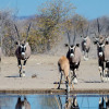 Отель Safarihoek, фото 15
