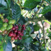 Отель Finca Cafetera el Coral, фото 3