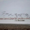 Отель Sultan Pansion Bird Paradise, фото 12