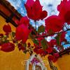 Отель Maison Bougainvillea, фото 2