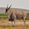 Отель De Hoop Campsite Rondawels, фото 16