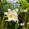 Отель Miyakojima Guest House Citrus - Vacation STAY 09470v, фото 7