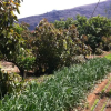 Отель Finca Biologica, фото 4