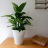 Отель South London 2 Bedroom Flat With Garden, фото 10