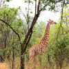 Отель Zebra Nature Reserve, фото 23