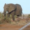 Отель Elephant Bedroom Camp - Samburu, фото 42