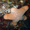 Отель Sea Star Diving, фото 23