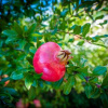 Отель Villa Dea, фото 31
