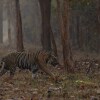 Отель Avadale Tadoba - Stag Groups Not Allowed, фото 16