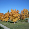 Отель Mirabell Chalets, фото 16