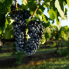 Отель Adina Vineyard, фото 11