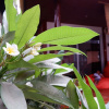 Отель Bella Athena Garden, фото 10
