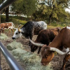 Отель Wild Arrow Ranch, фото 3