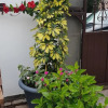 Отель House With one Bedroom in Nazaret, With Enclosed Garden and Wifi - 15, фото 11