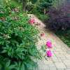 Отель Norfolk Guest House, фото 19