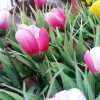 Отель Pink Tulip Hotel, фото 11