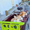 Отель Taitung Tie Hua B&B, фото 6