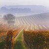 Отель Gasthof Zur Traube, фото 20